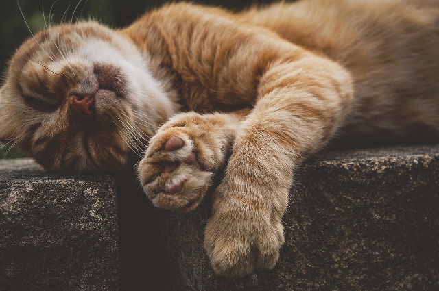 Le chat dort en moyenne 16 heures par jour
