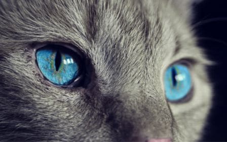Conseils santé - chats-yeux