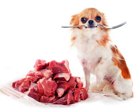 Conseils santé chiens – alimentation ménagère