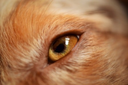 Conseils santé chiens - yeux