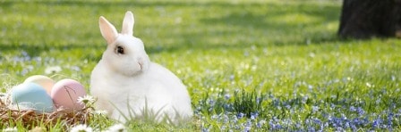 Conseils lapins - stérilisation