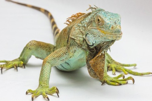 Conseils_NAC_reptiles_04.jpg