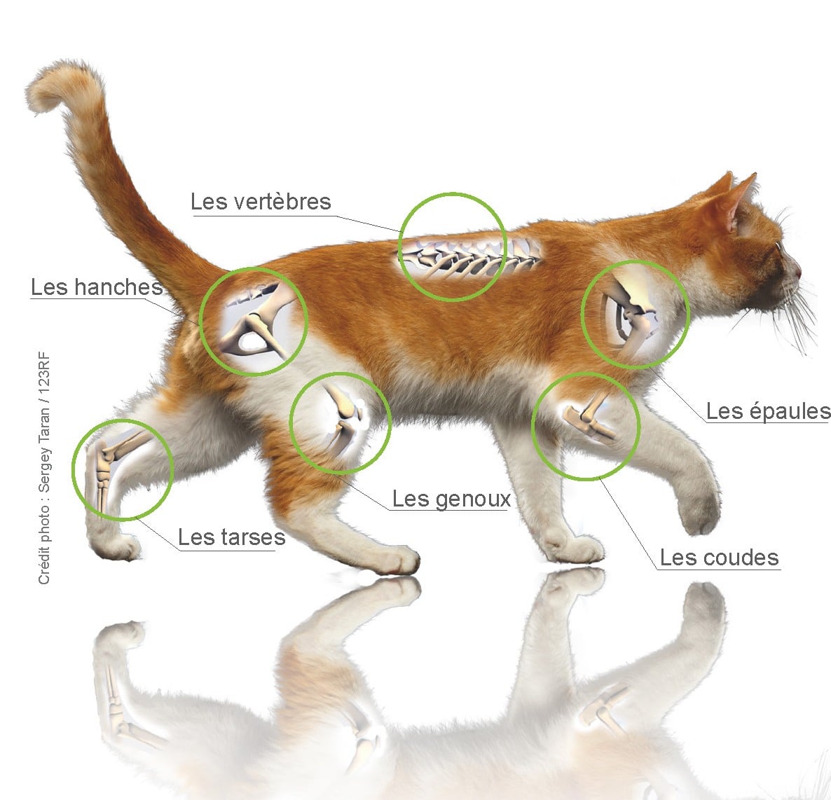 L Arthrose Chez Le Chat Clinique Veterinaire De Loudun